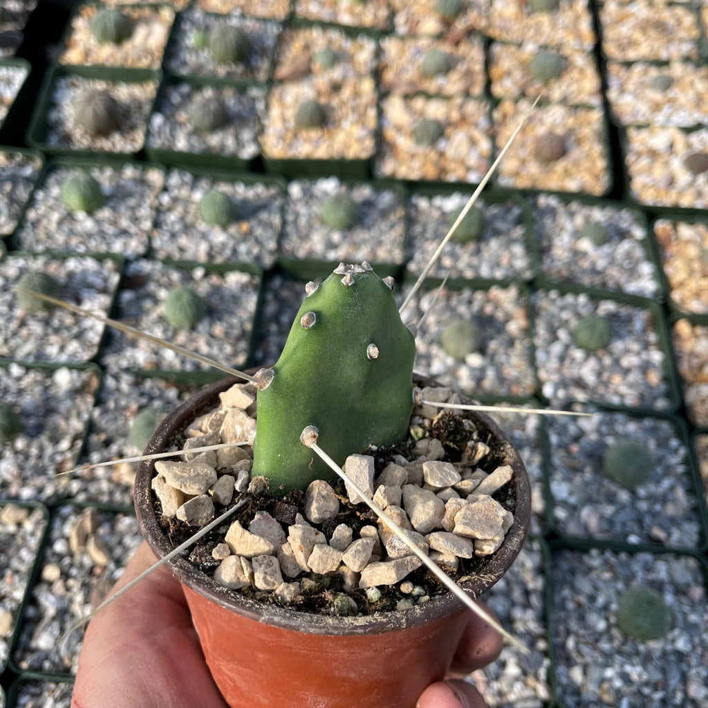 Opuntia quimilo pad cutting