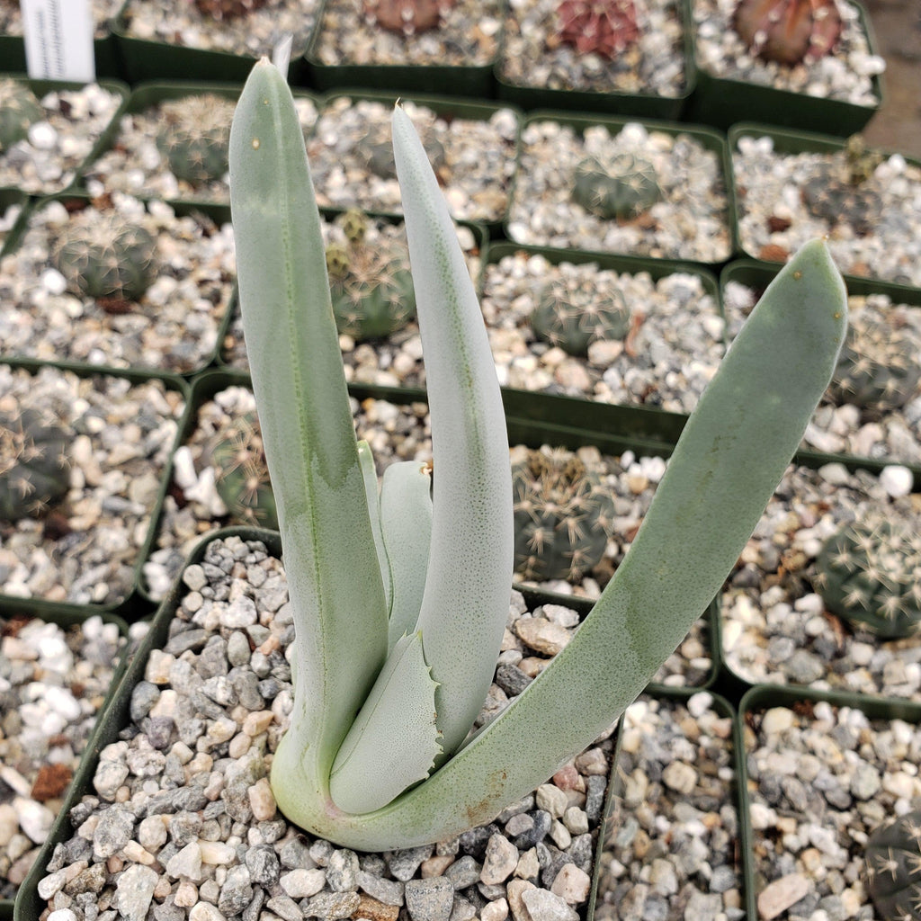 Cheiridopsis cigarettifera