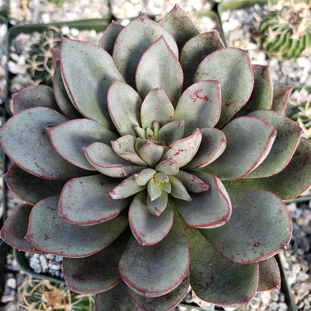 Echeveria moranii