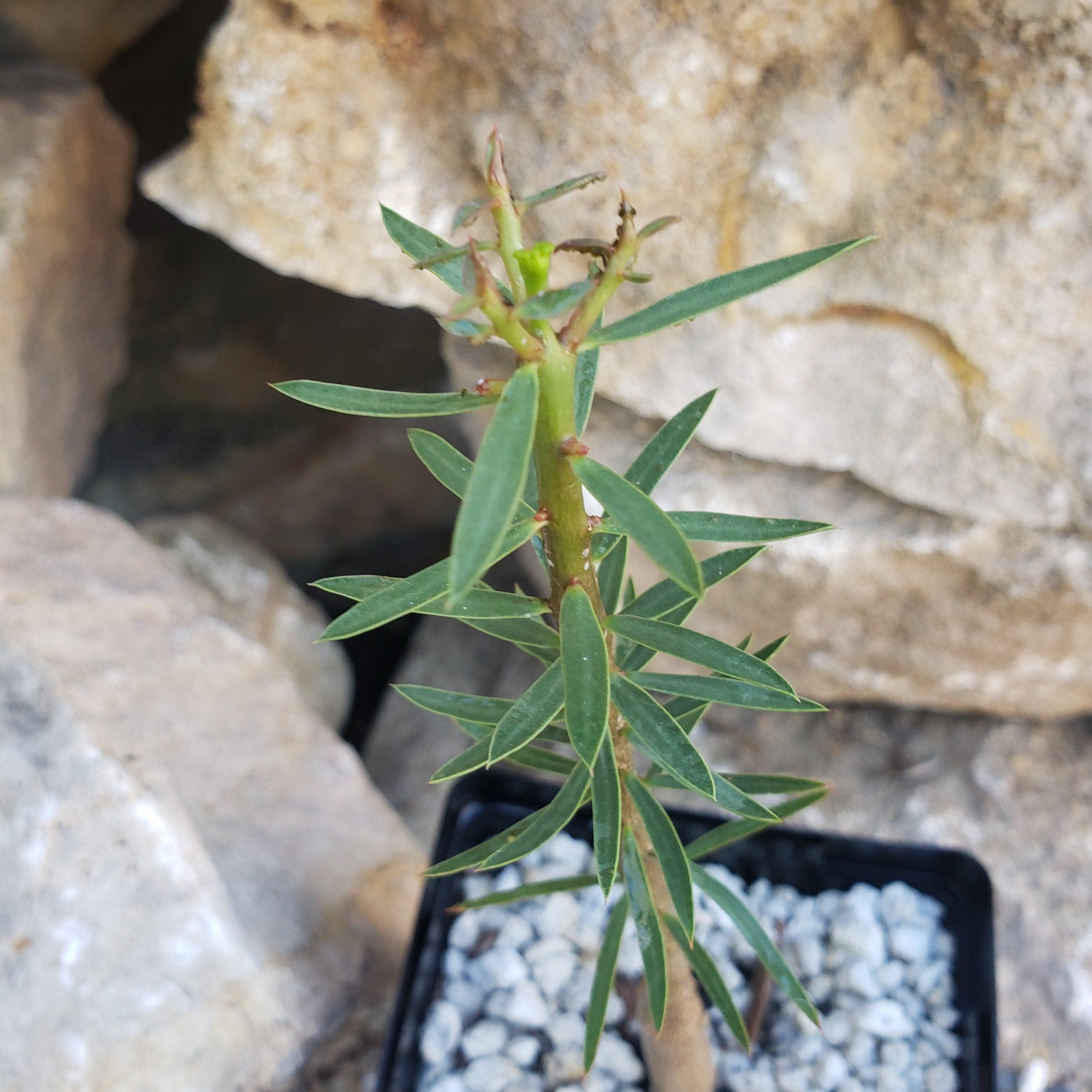 Euphorbia balsamifera