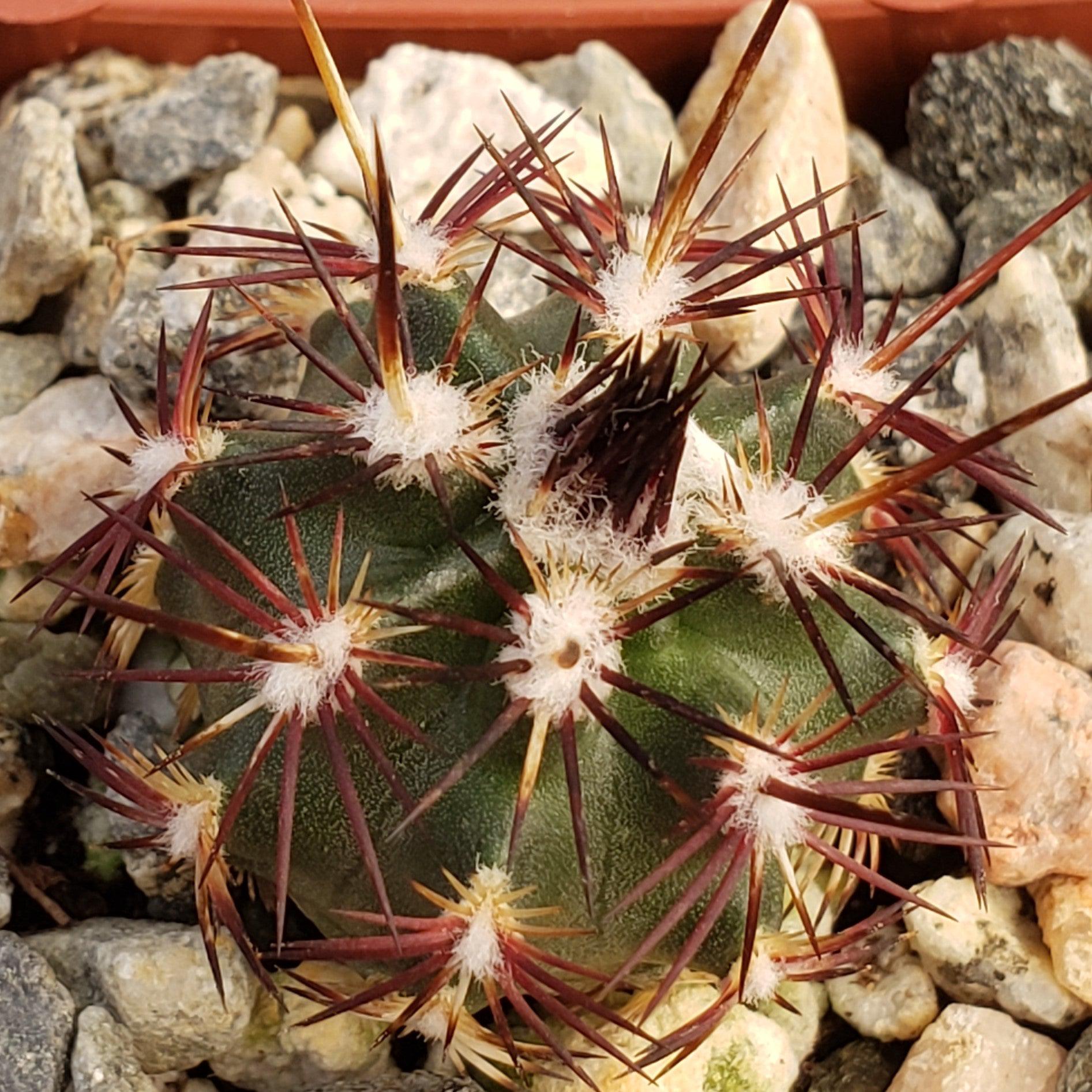 Echinocereus viridiflorus davisii