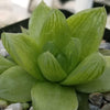 Haworthia planifolia