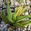 Gasteraloe variegata