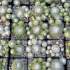 Cobweb Hens and Chicks - Sempervivum arachnoideum