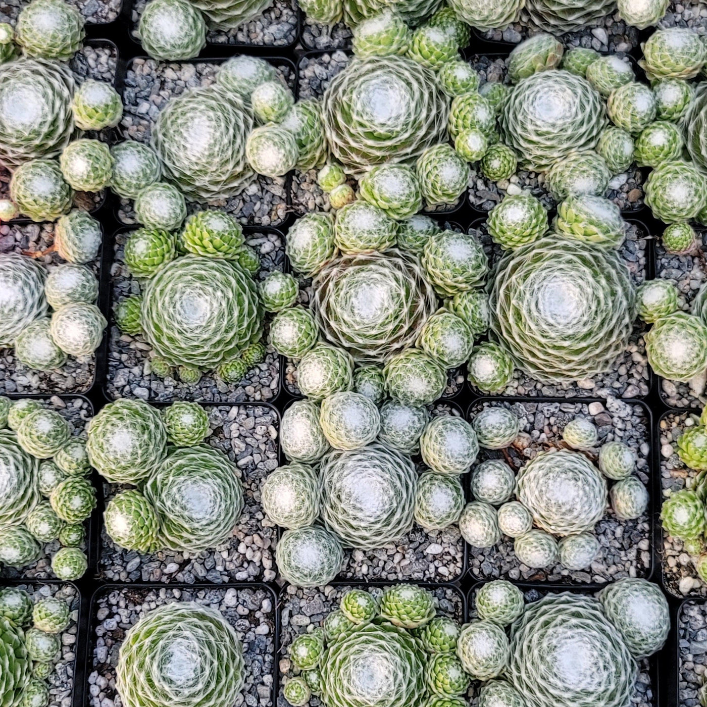 succulents with webs Shop ' Sempervivum arachnoideum