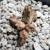 Pseudolithos mccoyi