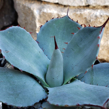 agave groß kaufen Agave truncata