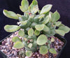 Monadenium ritchei ssp. nymbayense