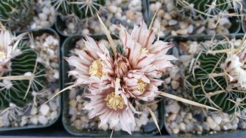 Echinofossulocactus palmillas brain plant