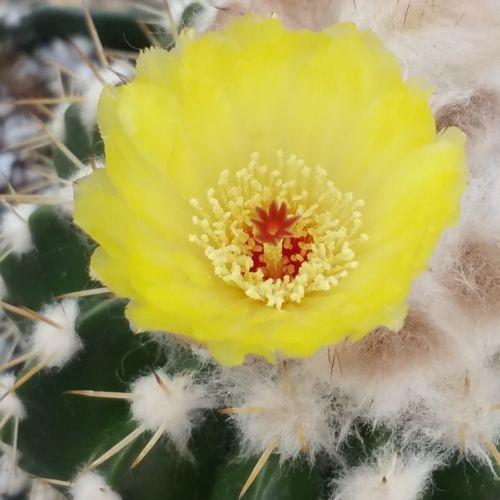 Wigginsia leprosorum