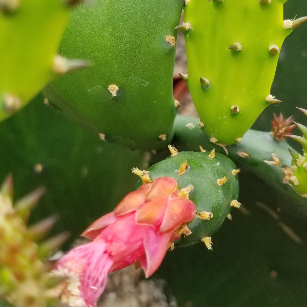Opuntia ellisian cutting