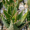 Golden Toothed Aloe - Aloe nobilis