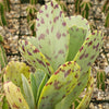 Kalanchoe marmorata