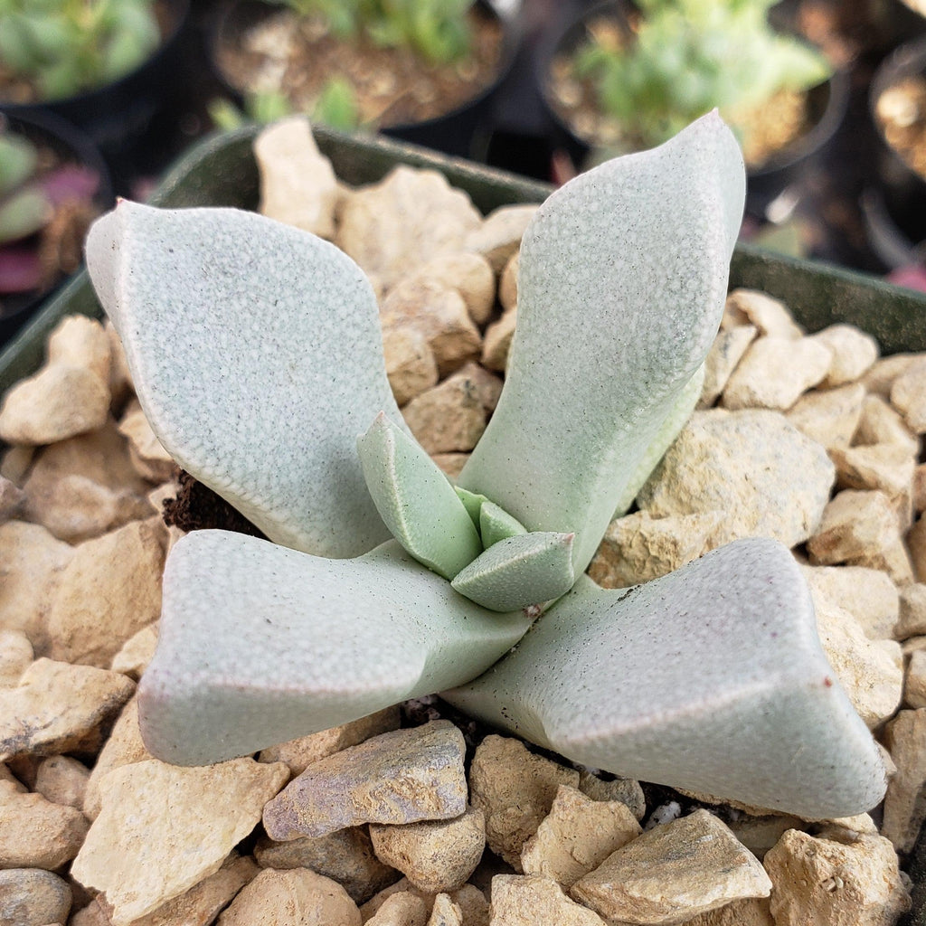 Schwantesia borcherdsii