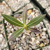 Pachypodium horombense