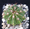 Melocactus curvispinus