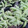 String of Fishhook Plant - Senecio Radicans &