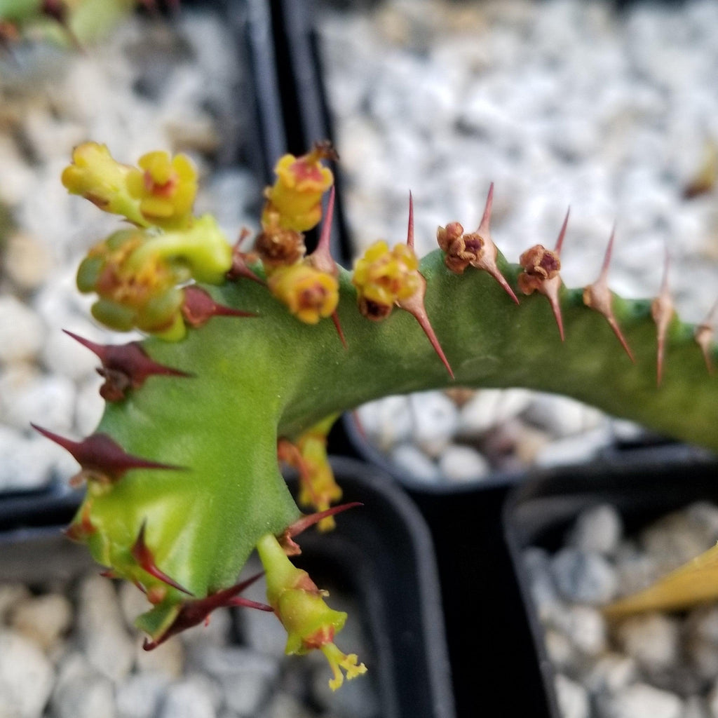 Euphorbia squarrosa