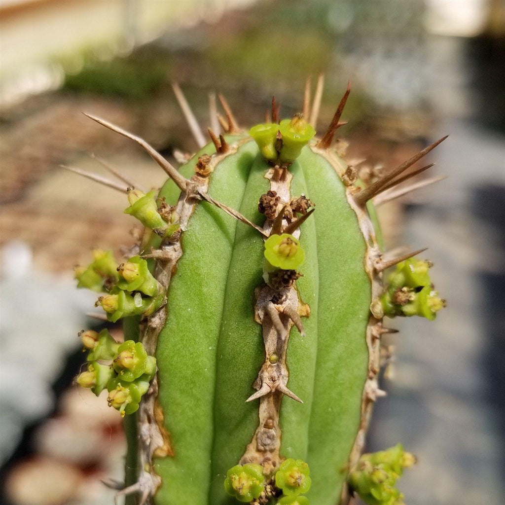 Euphorbia handiensis
