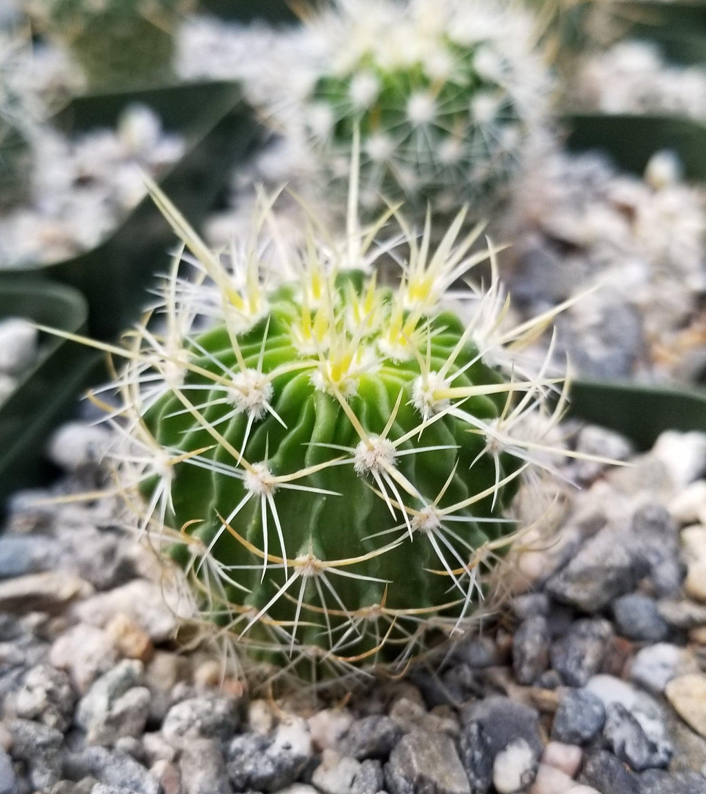 Echinofossulocactus longispinus