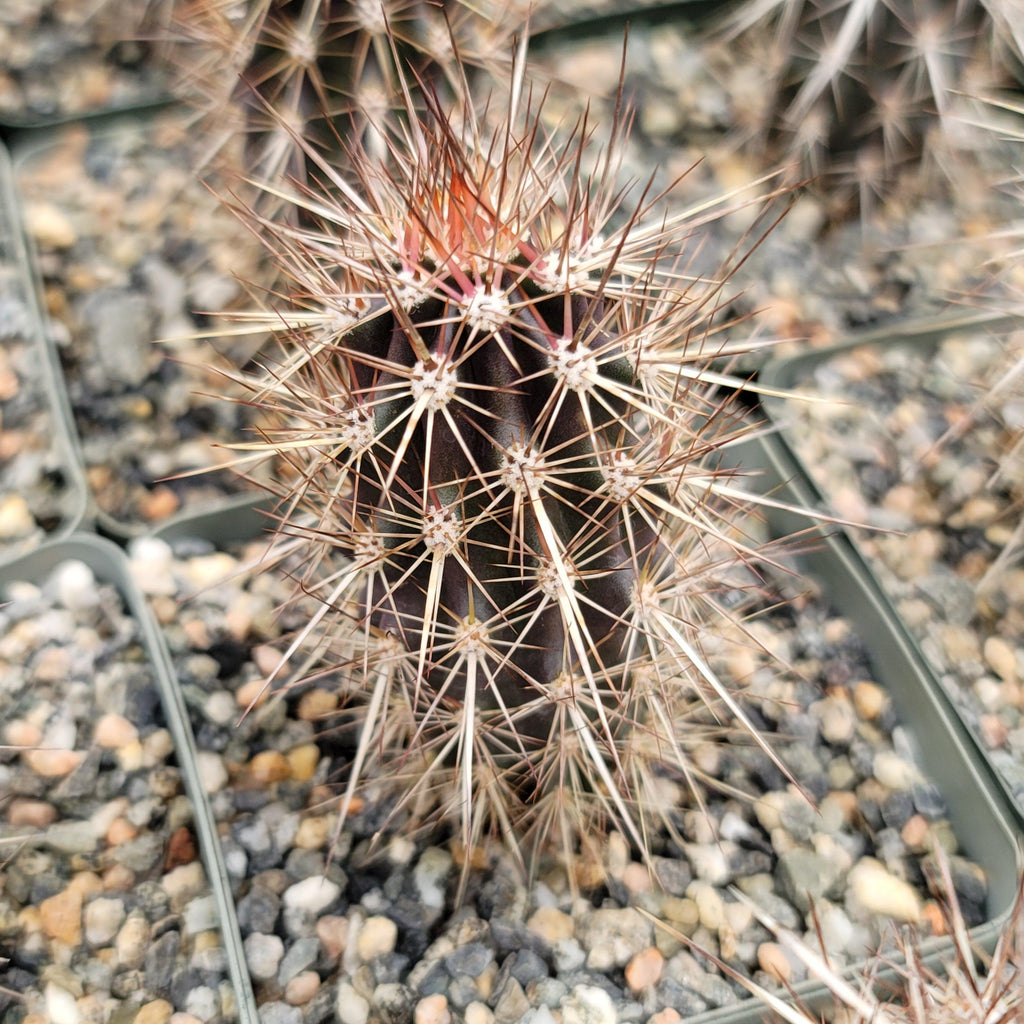 Stenocereus machaerocereus eruca