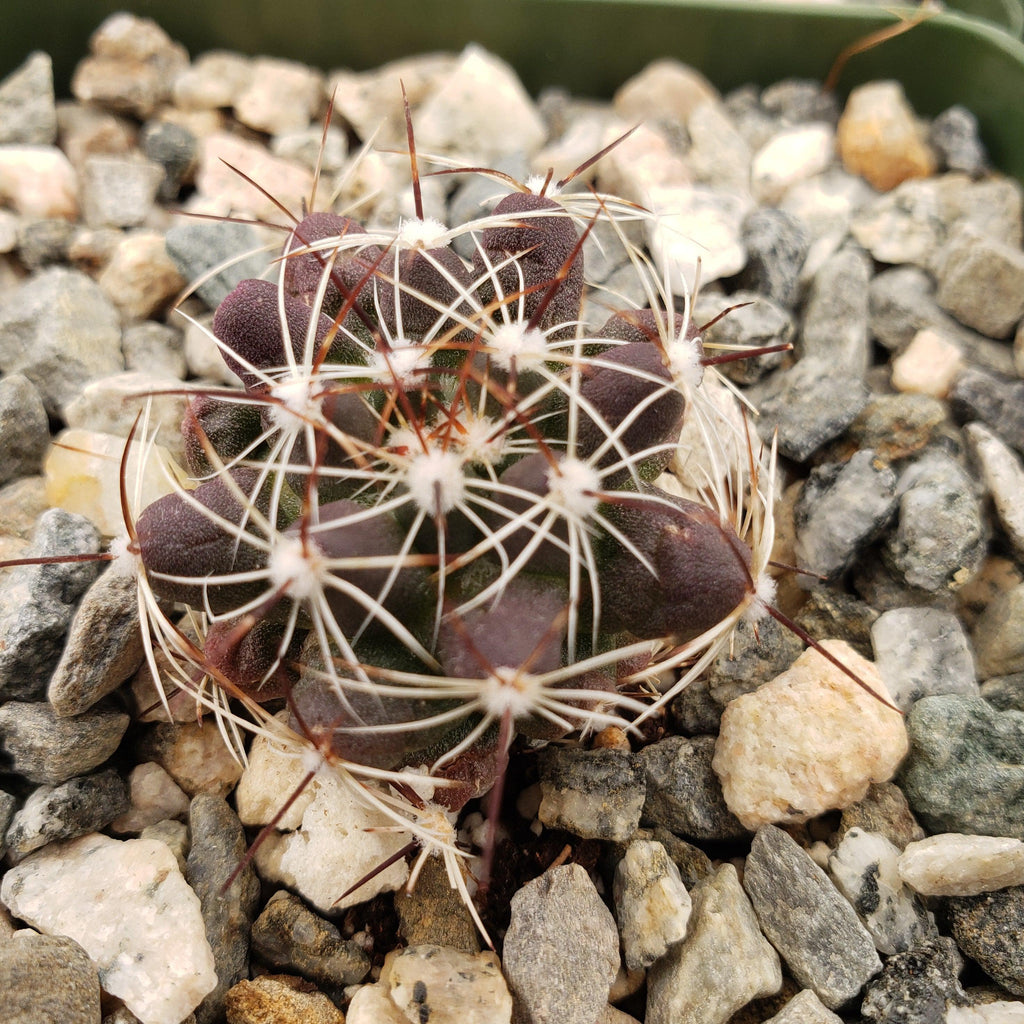 Mammillaria melaleuca