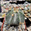 Astrophytum ornatum metztitlan