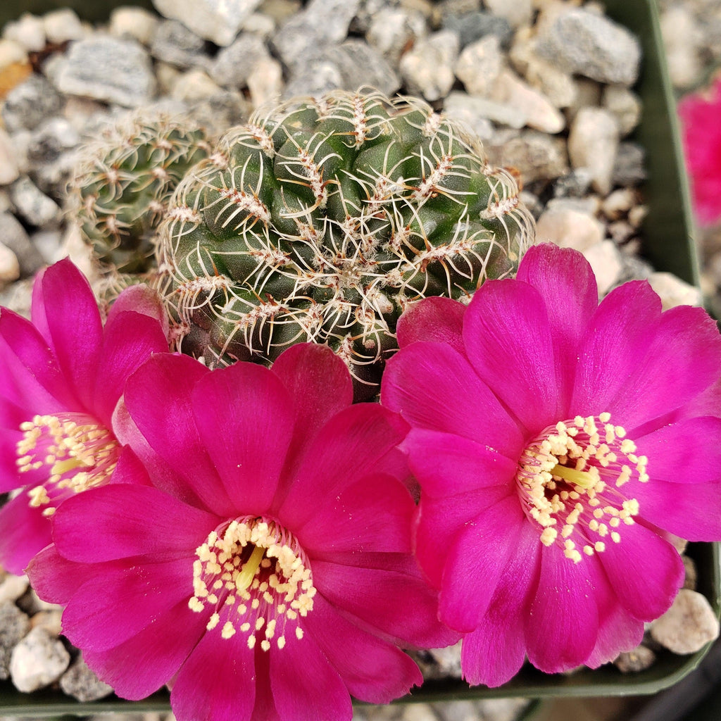 Sulcorebutia Zavaletae