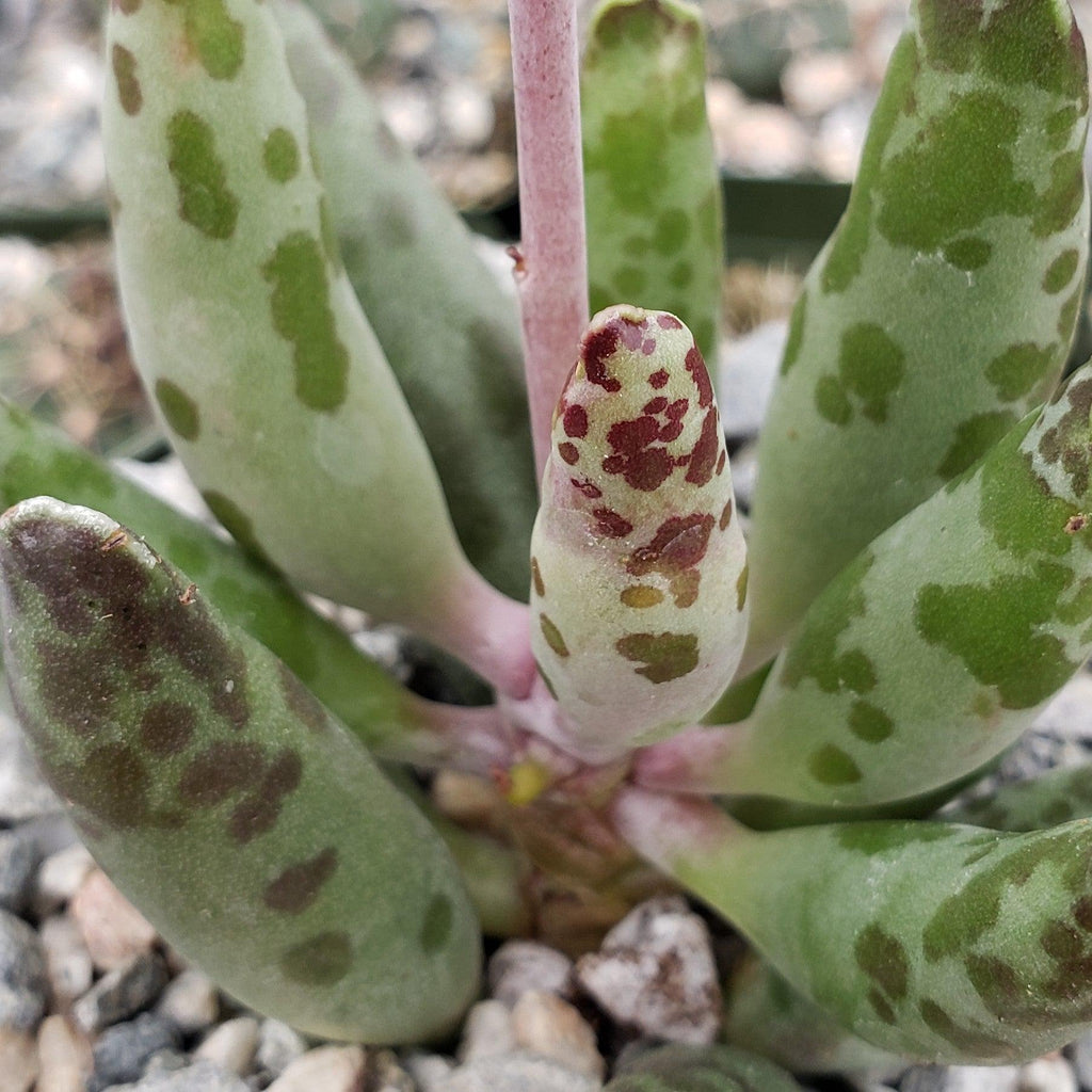 Adromischus festivus