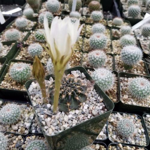 Lobivia or Echinopsis ancistrophora kratochviliana