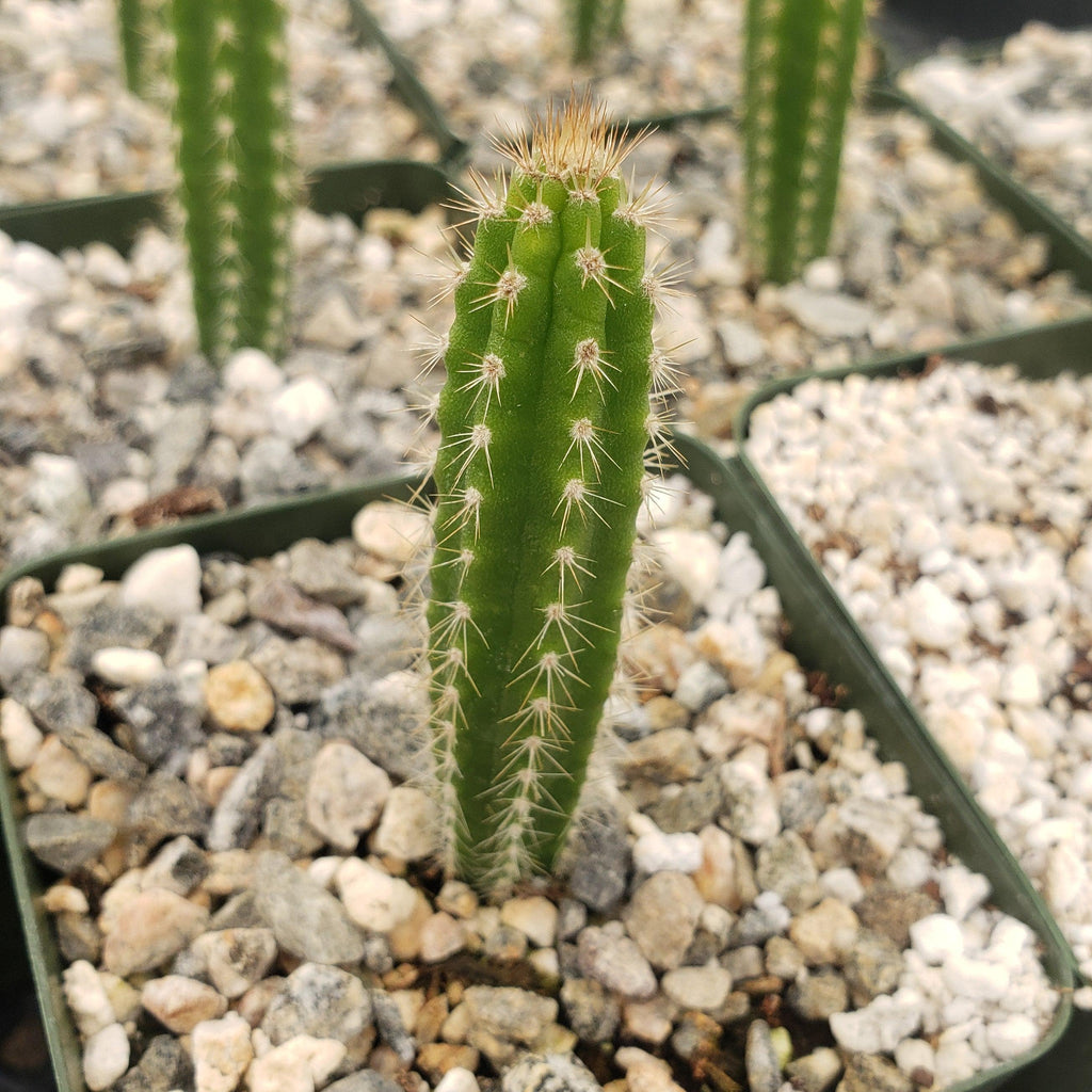 Yungasocereus inquisivensis