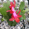 Red Thanksgiving Cactus &