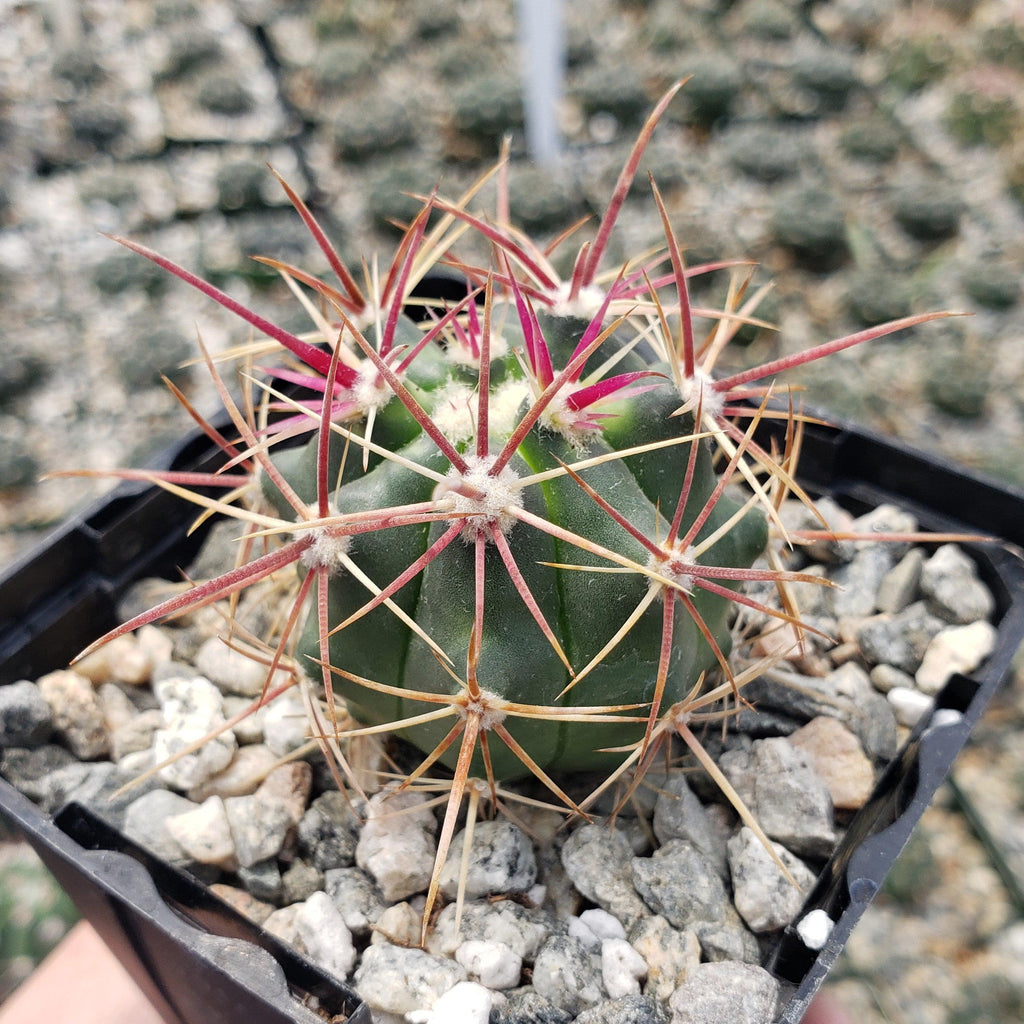 Ferocactus viridescens v. orcuttii valle de las palmas