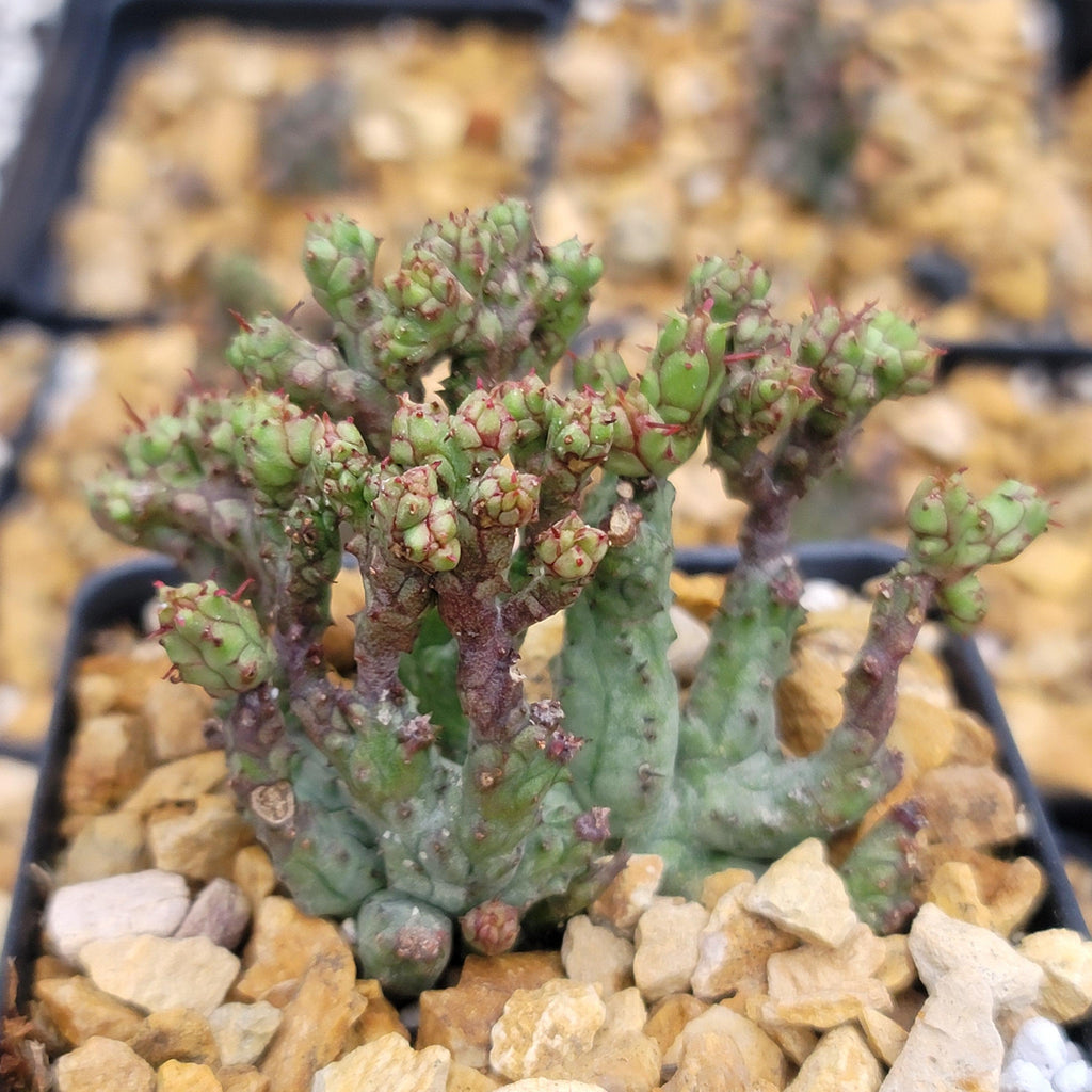 Euphorbia enopla coral