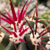 Ferocactus rectispinus