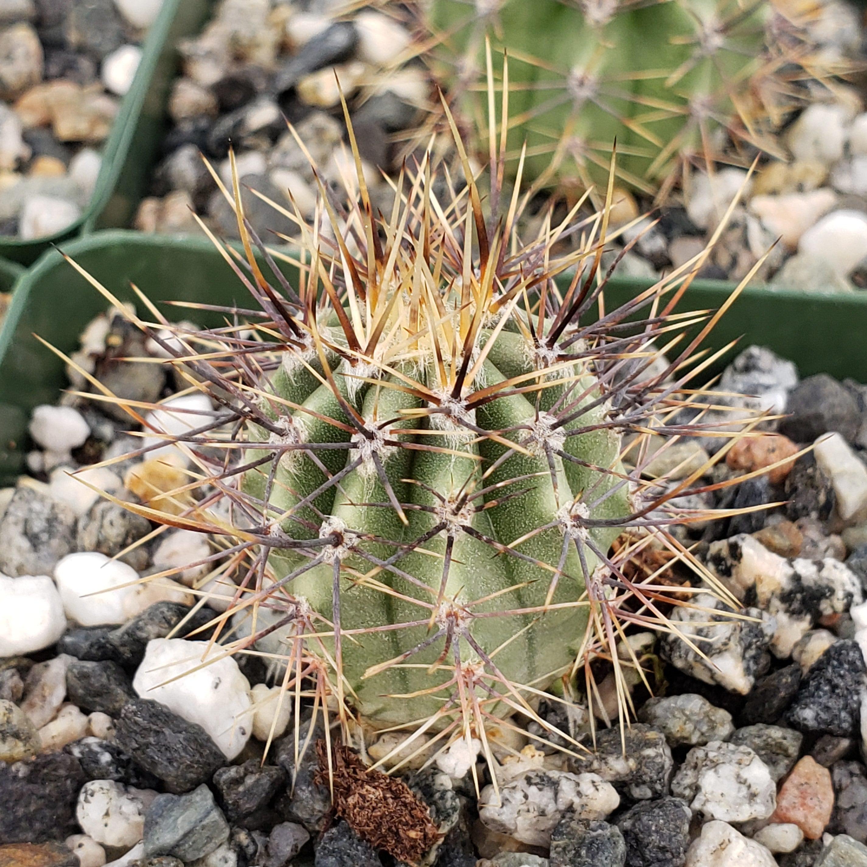 Echinopsis melanopotamica