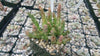 Stapelia orbea variegata star fish plant