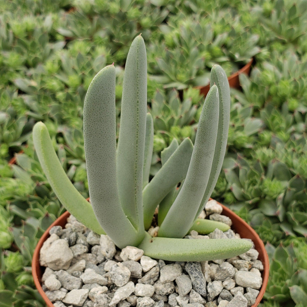 Carpet Weed - Cheiridopsis denticulata