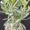 Adenium somalense