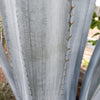 Blue agave - Agave Tequilana &