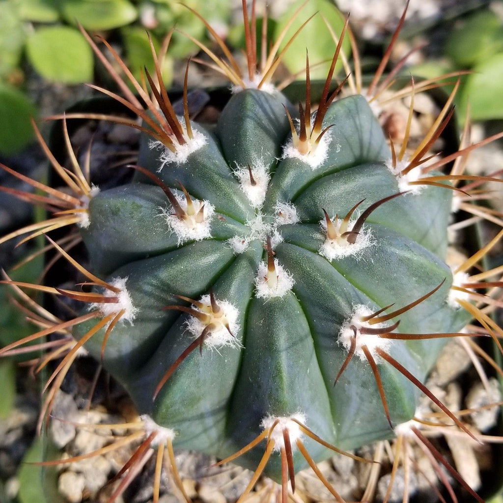 Melocactus levitestatus warasii