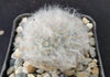 Mammillaria bocasana v. multilanata