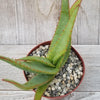 Aloe vanbalenii