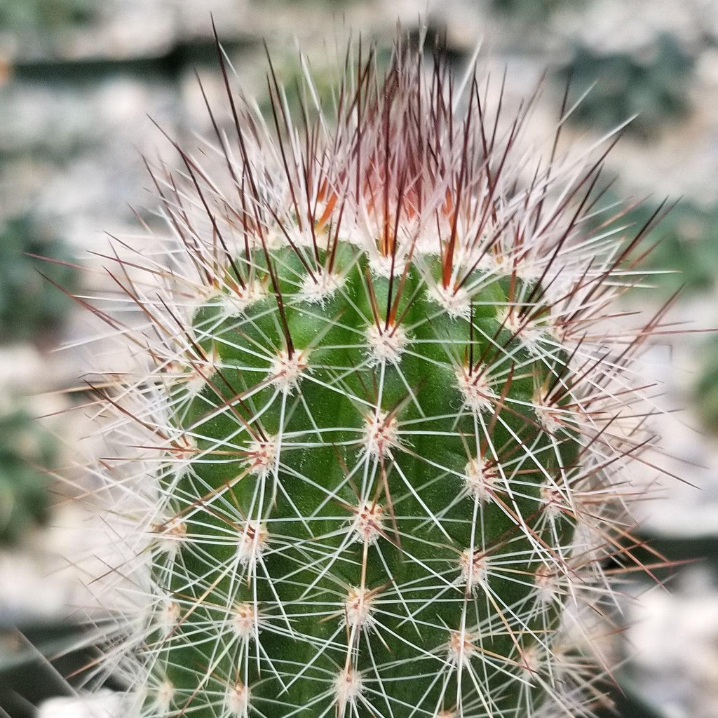 Trixantocereus blossfeldiorum