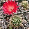 Lobivia Echinopsis hertrichiana