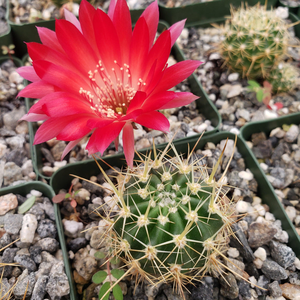 Lobivia Echinopsis hertrichiana
