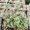 Pink Ice plant Succulent &