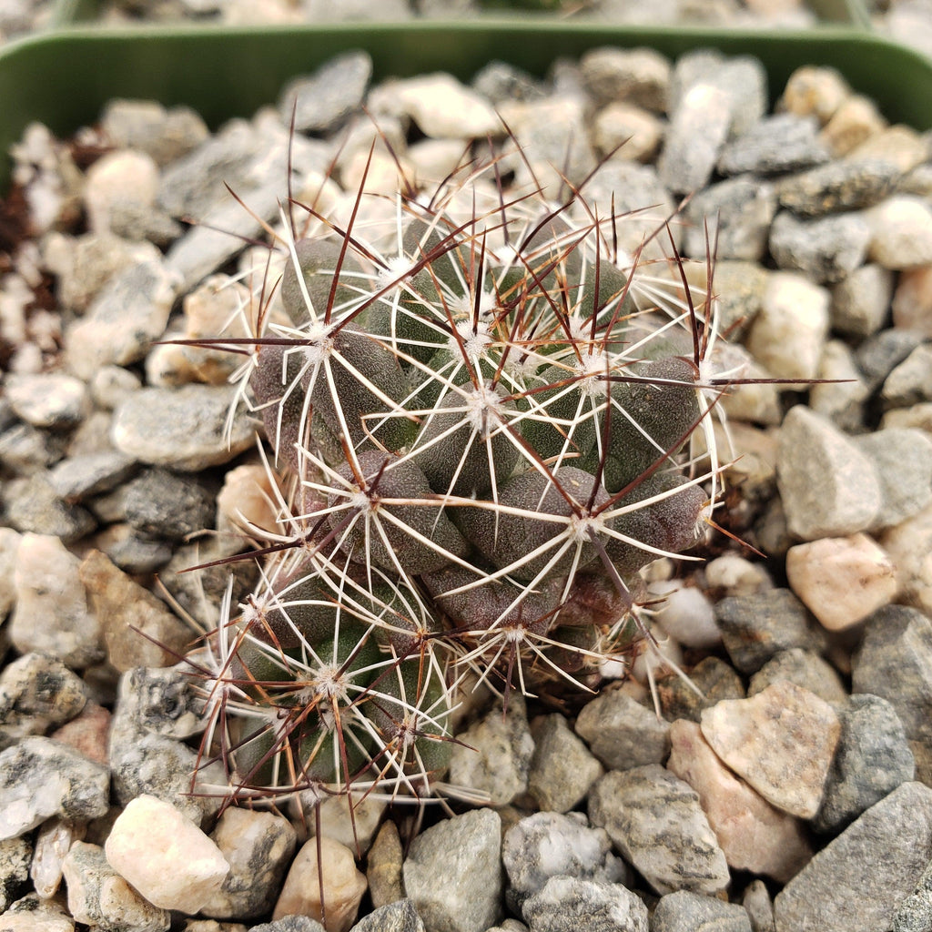 Mammillaria melaleuca