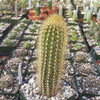 Austrocephalocereus estevesii