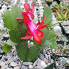 Red Thanksgiving Cactus &